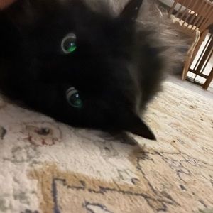 Meet your Posher, Jam